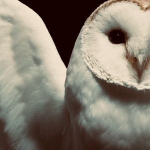 Meet your Posher, Cesar